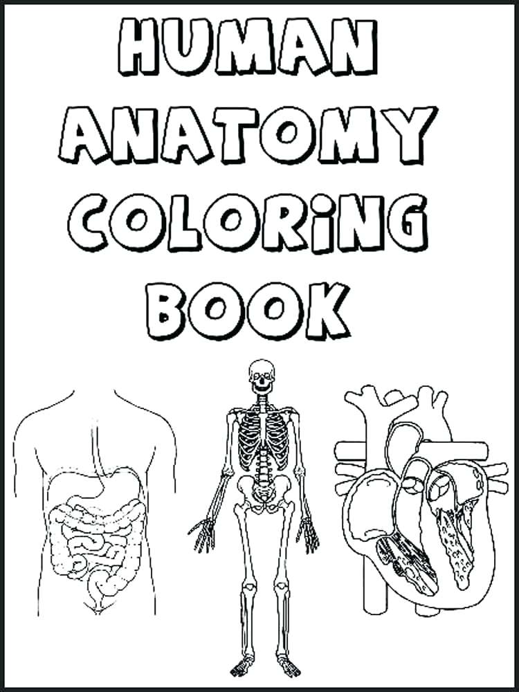 45 Best Anatomy Coloring Book 33