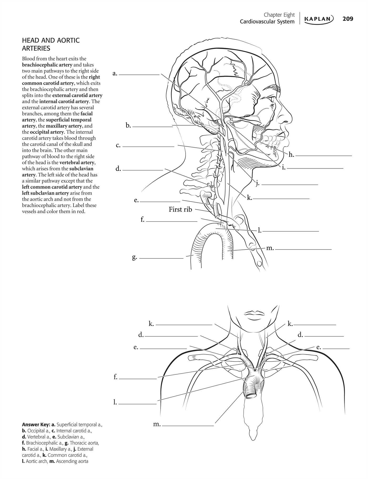 45 Best Anatomy Coloring Book 40