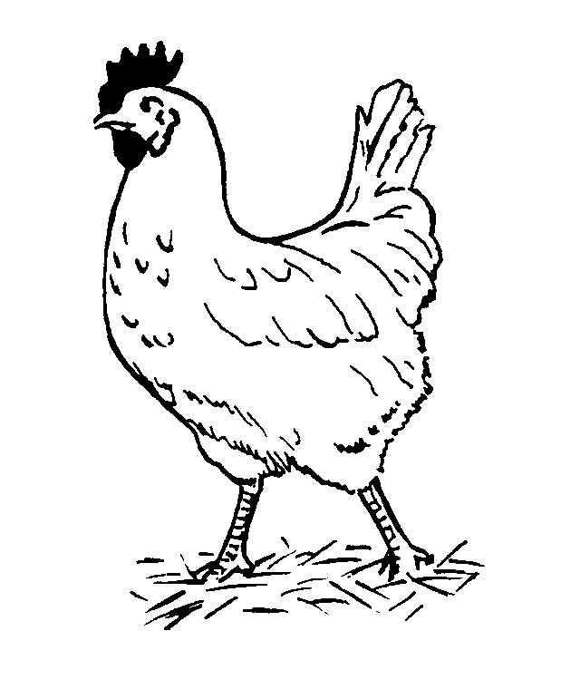 55 Chicken Coloring Book Pages 62