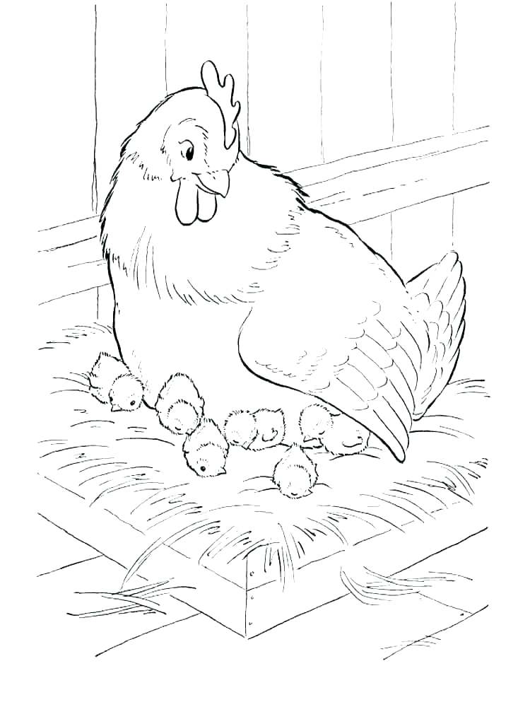 55 Chicken Coloring Book Pages 66