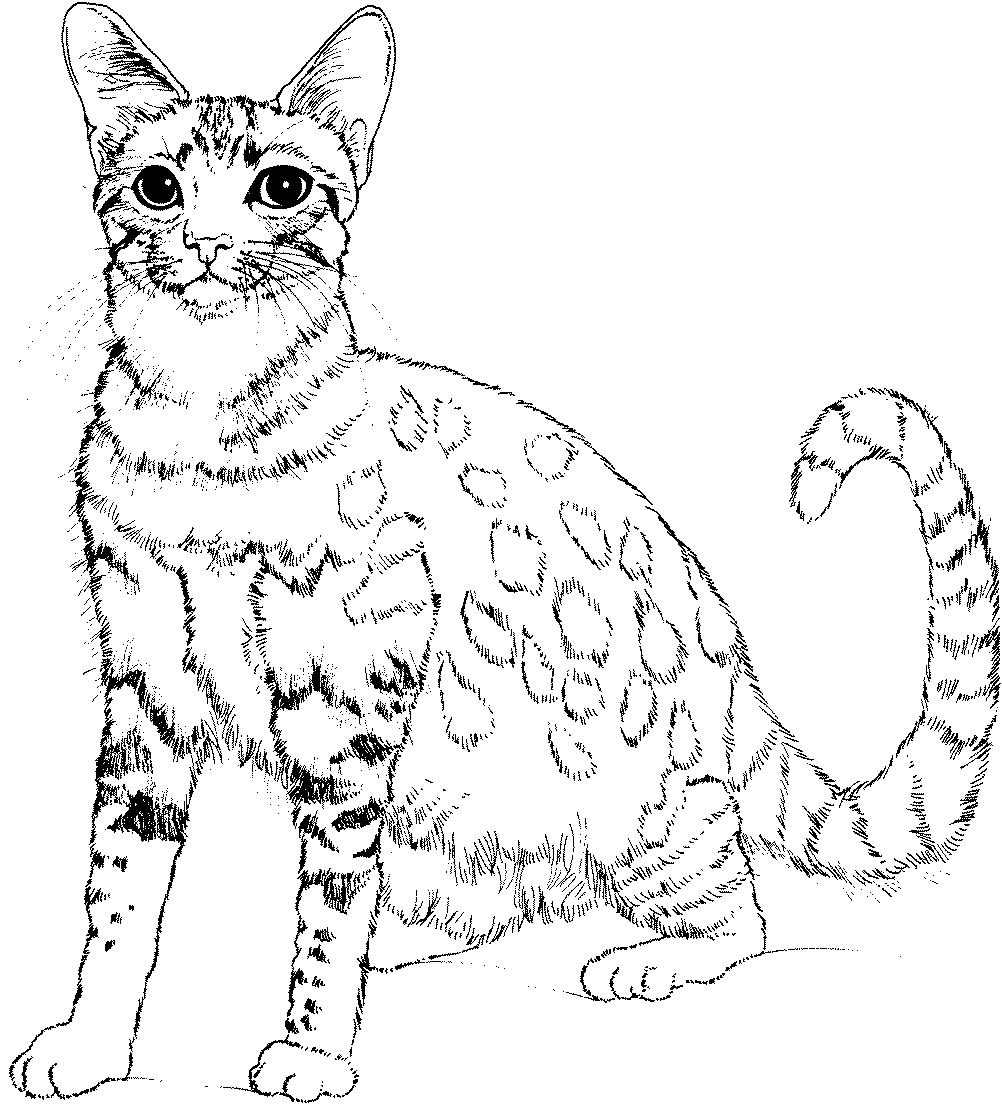 50 Coloring Book Cat 13