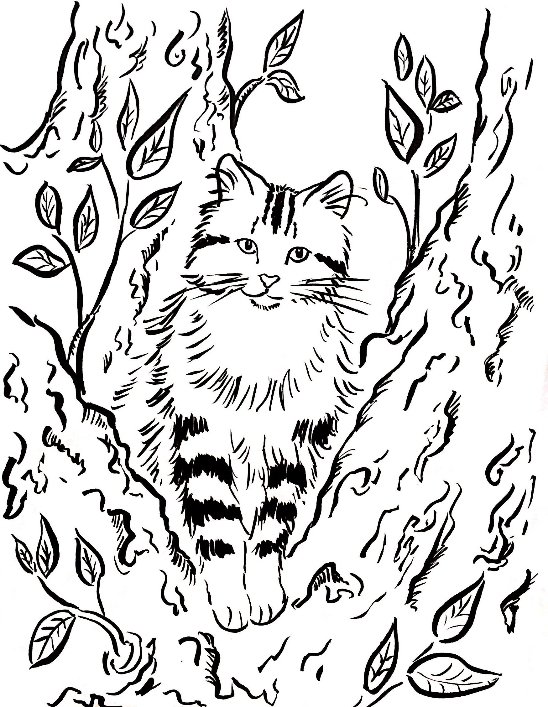 50 Coloring Book Cat 17