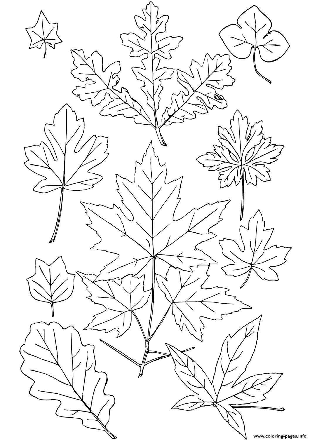 35 Printable Fall Leaves Coloring Book 22