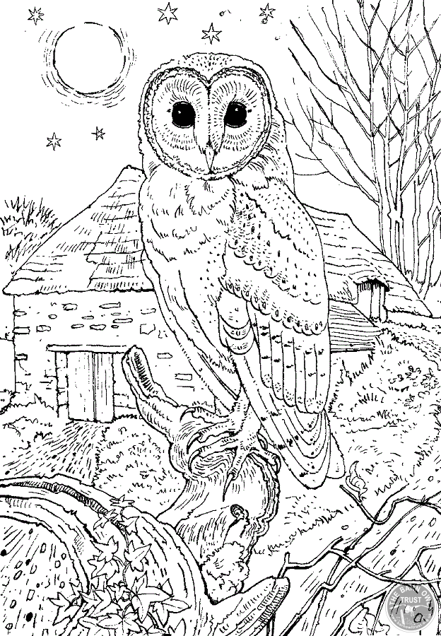 Save 60 Coloring Pages Of Owls For Adults Ideas 15